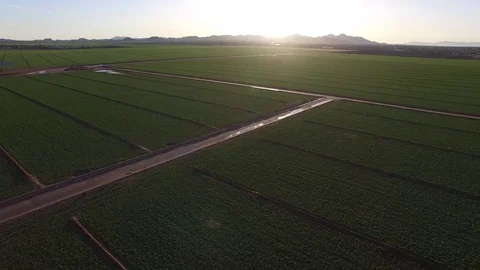 High Over Alfalfa Field at Sunset Stock Footage