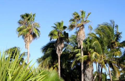 High palm Stock Photos