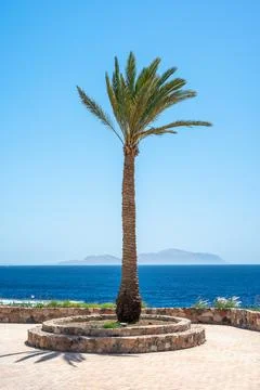 High palm tree against the background of the sea and sky. travel summer backg Stock Photos