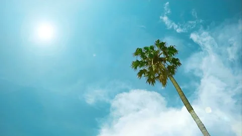 High palm tree and clear blue sky white cloud with sun in summer Video stock 156371396