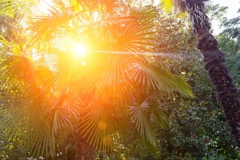 High palm tree in the rainforest Stock Photos