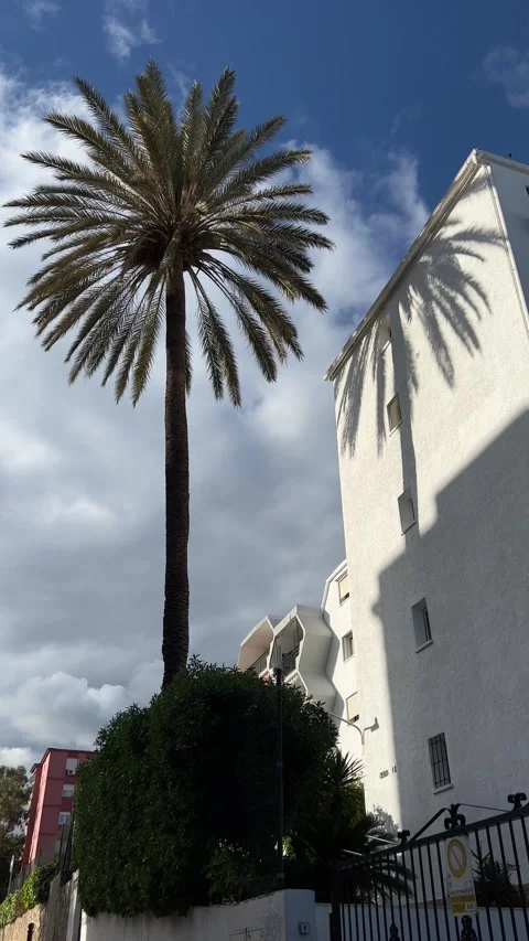 High palm tree in residential area in Torremolinos, Malaga, Spain. Vertical Stock Footage 240921373