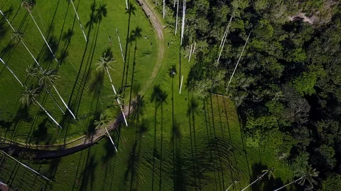 High Palm Trees From Above [Drone Footage] Stock Footage 88314838