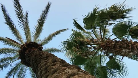High palm trees against the sky. Stock Footage 80233568