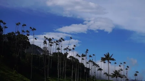 High Palm Trees On Mountain [Timelapse] Stock Footage 88315309