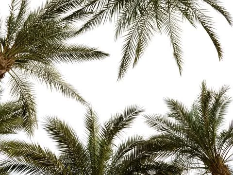 High palm trees pattern on white background Stock Photos