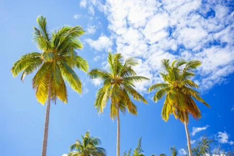 High palm trees Stock Photos