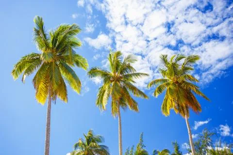 High palm trees Stock Photos