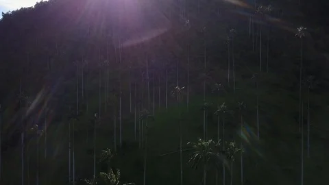 High Palm Trees In Valley 10 [Drone Footage] Stock Footage 88314782