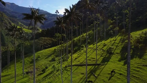 High Palm Trees In Valley 11 [Drone Footage] Stock Footage 88314993