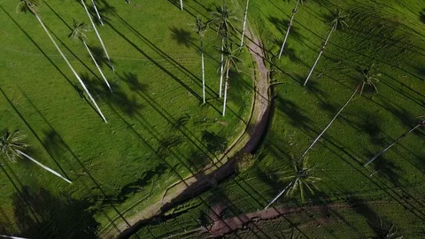 High Palm Trees In Valley 12 [Drone Footage] Stock Footage 88315172