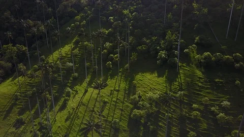 High Palm Trees In Valley 13 [Drone Footage] Stock Footage 88315322