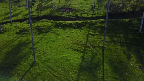 High Palm Trees In Valley 14 [Drone Footage] Stock Footage 88315450