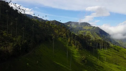High Palm Trees In Valley 15 [Drone Footage] Stock Footage 88315233