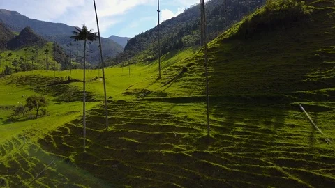 High Palm Trees In Valley 16 [Drone Footage] Stock Footage 88315416