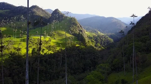 High Palm Trees In Valley 2 [Drone Footage] Stock Footage 88314337