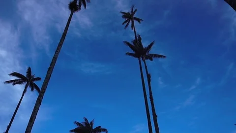 High Palm Trees In Valley 2 [Timelapse] Stock Footage 88315275