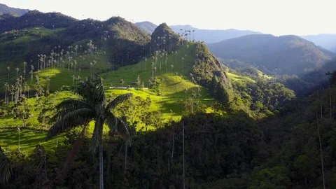 High Palm Trees In Valley 3 [Drone Footage] Stock Footage 88314399