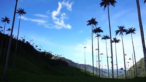High Palm Trees In Valley 3 [Timelapse] Stock Footage 88315287