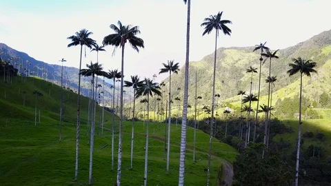 High Palm Trees In Valley 4 [Drone Footage] Stock Footage 88314223