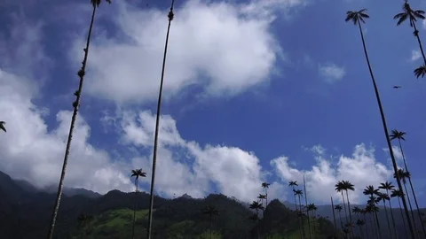 High Palm Trees In Valley 4 [Timelapse] Stock Footage 88315327