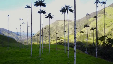 High Palm Trees In Valley 5 [Drone Footage] Stock Footage 88314636