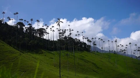 High Palm Trees In Valley 5 [Timelapse] Stock Footage 88315344