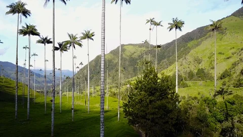 High Palm Trees In Valley 6 [Drone Footage] Stock Footage 88314545