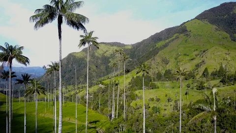 High Palm Trees In Valley 7 [Drone Footage] Stock Footage 88314633