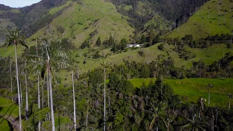 High Palm Trees In Valley 8 [Drone Footage] Stock Footage 88314642