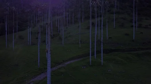 High Palm Trees In Valley 9 [Drone Footage] Stock Footage 88314697
