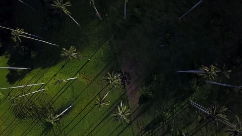 High Palm Trees In Valley From Above 2 [Drone Footage] Stock Footage 88314848