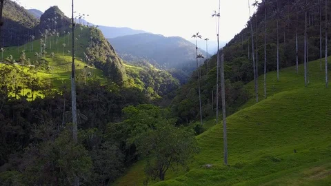 High Palm Trees In Valley [Drone Footage] Stock Footage 88313477