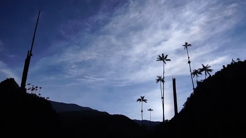 High Palm Trees In Valley [Timelapse] Stock Footage 88315229