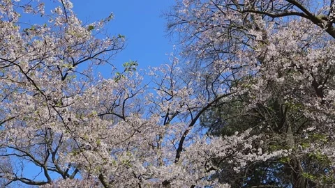 High Park Cherry Blossoms: Spring Sky and Delicate Blooms Stock Footage 312404184