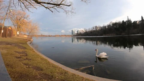High Park Grenadier Pond Panning With Swans Panning Hyperlapse Stock Footage 106299474