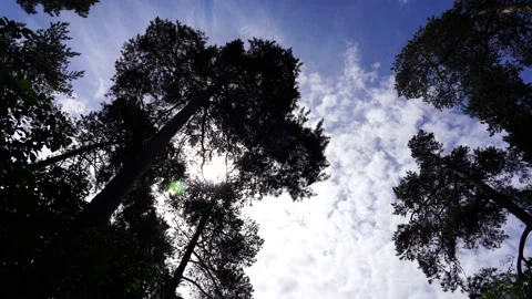 High perennial pine. 動画素材 132632875