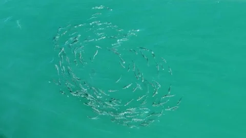 High perspective view of school of fish, captured in Malaga, Spain Stock Footage 258764313