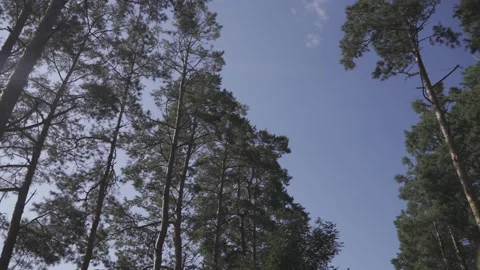 High pine corridor Stock Footage 141449703