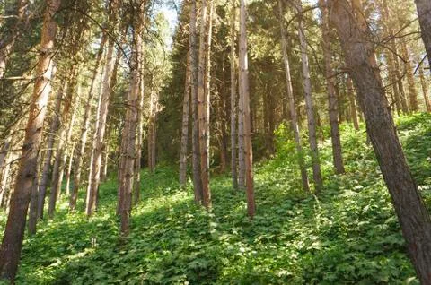 High pine forest in the mountains. Stock Photos