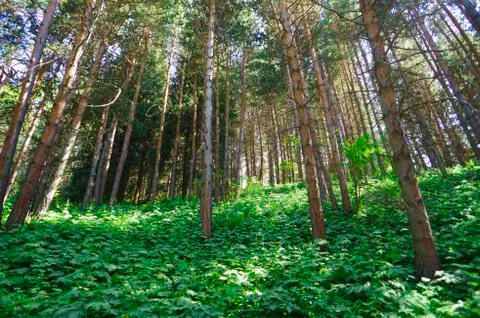 High pine forest in the mountains. Stock Photos