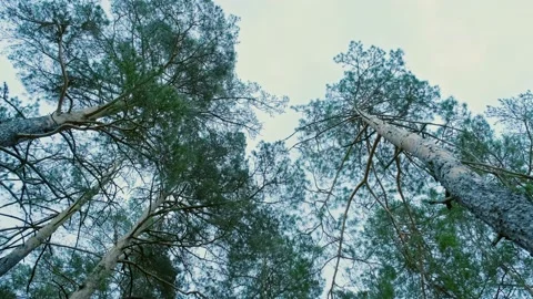 High Pine forest in the spring before nightfall. Wild green coniferous forest Stock Footage 201358113