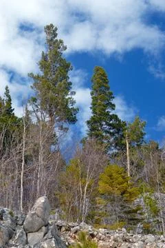 High pine over blue sky in mountains Stock Photos