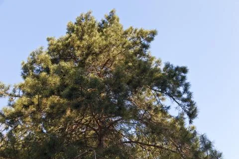 High pine Stock Photos