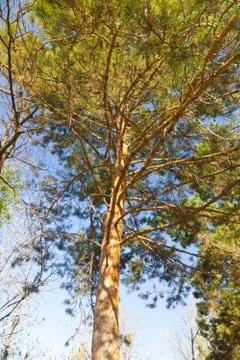 High pine Stock Photos