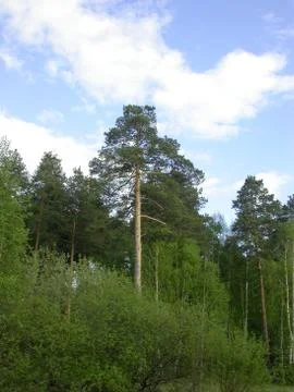 High pine Stock Photos