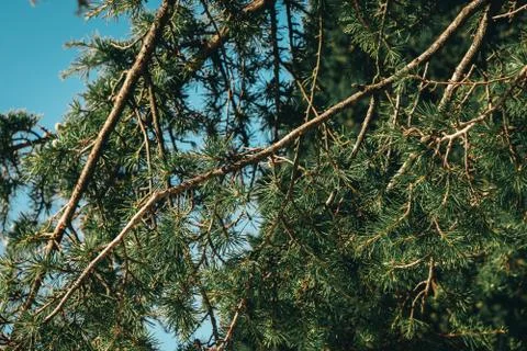 High pine tree with blue sky on background. Stock Photos
