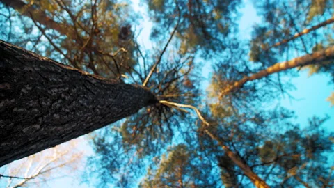 High pine tree crowns under blue sky 스톡 동영상 168280448