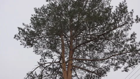 High pine tree near power transmission lines under grey sky Stock Footage 313832063
