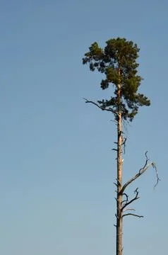 High pine tree Stock Photos